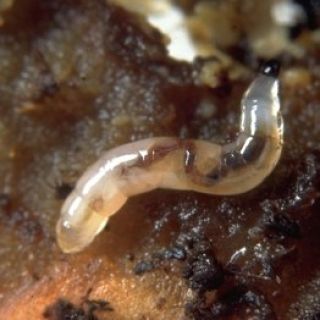 * Ekologický boj so smutivkami * Rastlina prakticky nemá šancu tvoriť nové vlásočnice, keďže tie sú takmer okamžite...