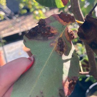 Hrdza hrušková (Gymnosporangium sabinae) Dôležité upozornenie: Choré borievky sú trvalým zdrojom infekcie pre okolité...