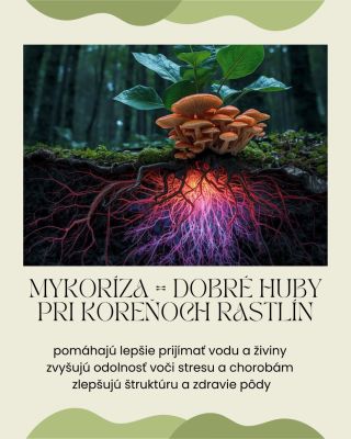 Mykoríza = „dobré huby“, ktoré žijú s koreňmi rastlín v symbióze 🍄🌱 ✔️ pomáhajú lepšie prijímať vodu a živiny ✔️ zvyšujú...